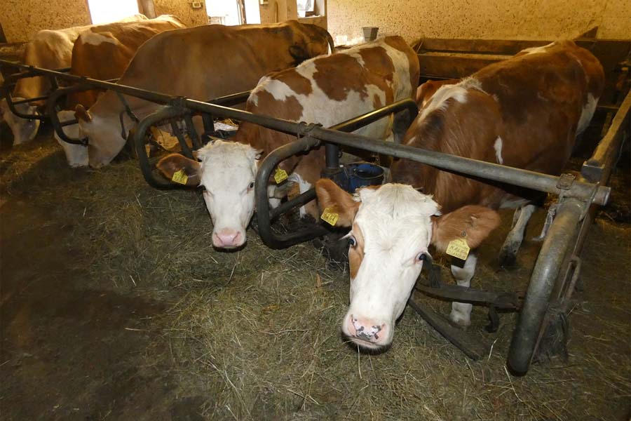 Kühe im Stall