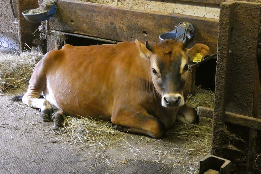 Kühe im Stall