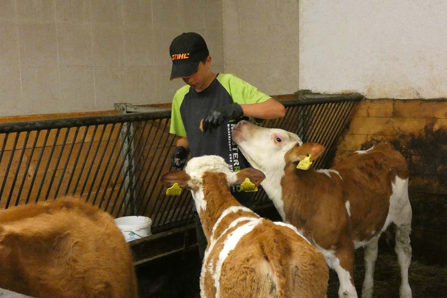 Kühe im Stall
