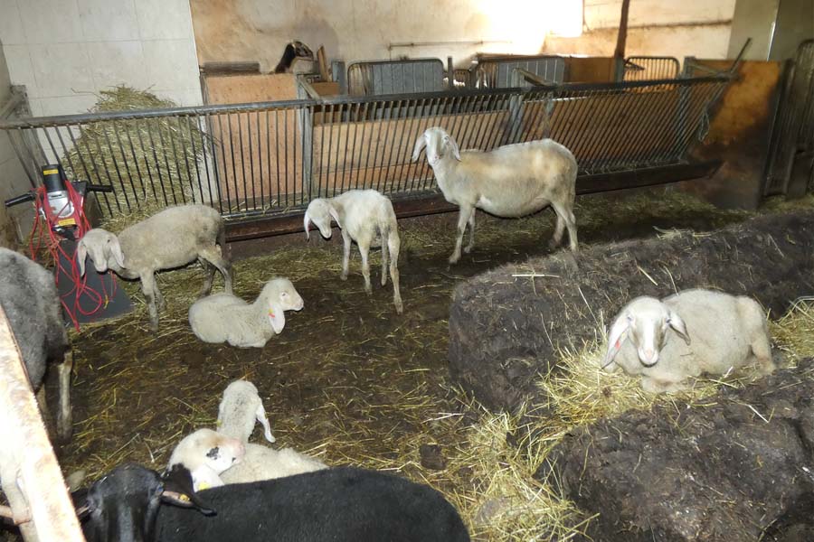 Schafe im Stall